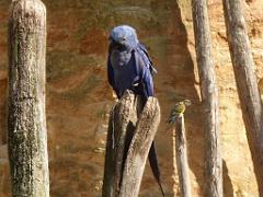 149 BIO PARC DE DOUE LA FONTAINE 6- 2016_000008